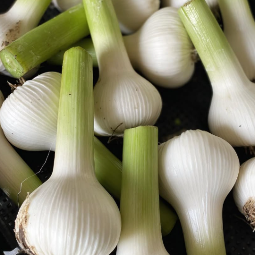 秋野菜セット