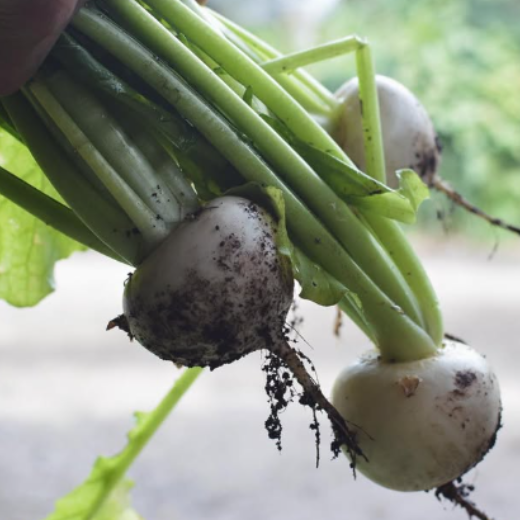 冬野菜セット